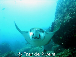 A BIG SMILE from an Eagle Ray, @ North Seymor, Galapagos ... by Frankie Rivera 
